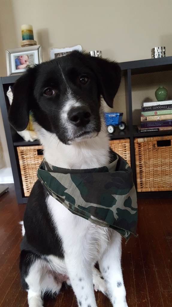 Lou, my puppy, posing in her camouflage bandana.